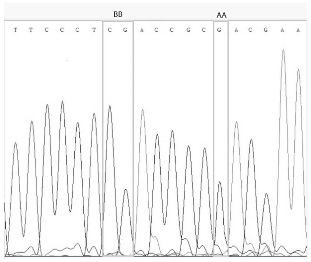 Construction Method of Peanut Genetic Population