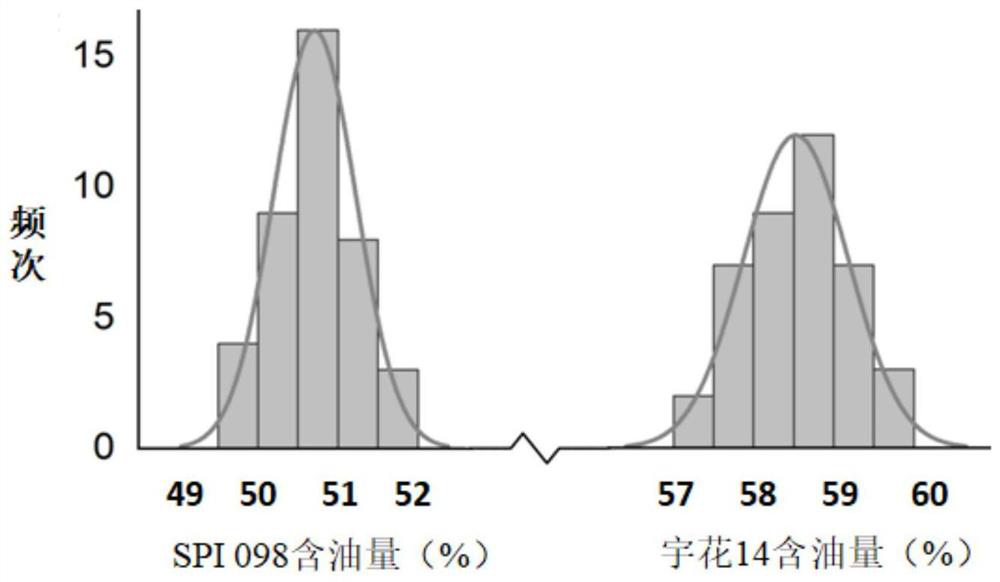 Construction Method of Peanut Genetic Population