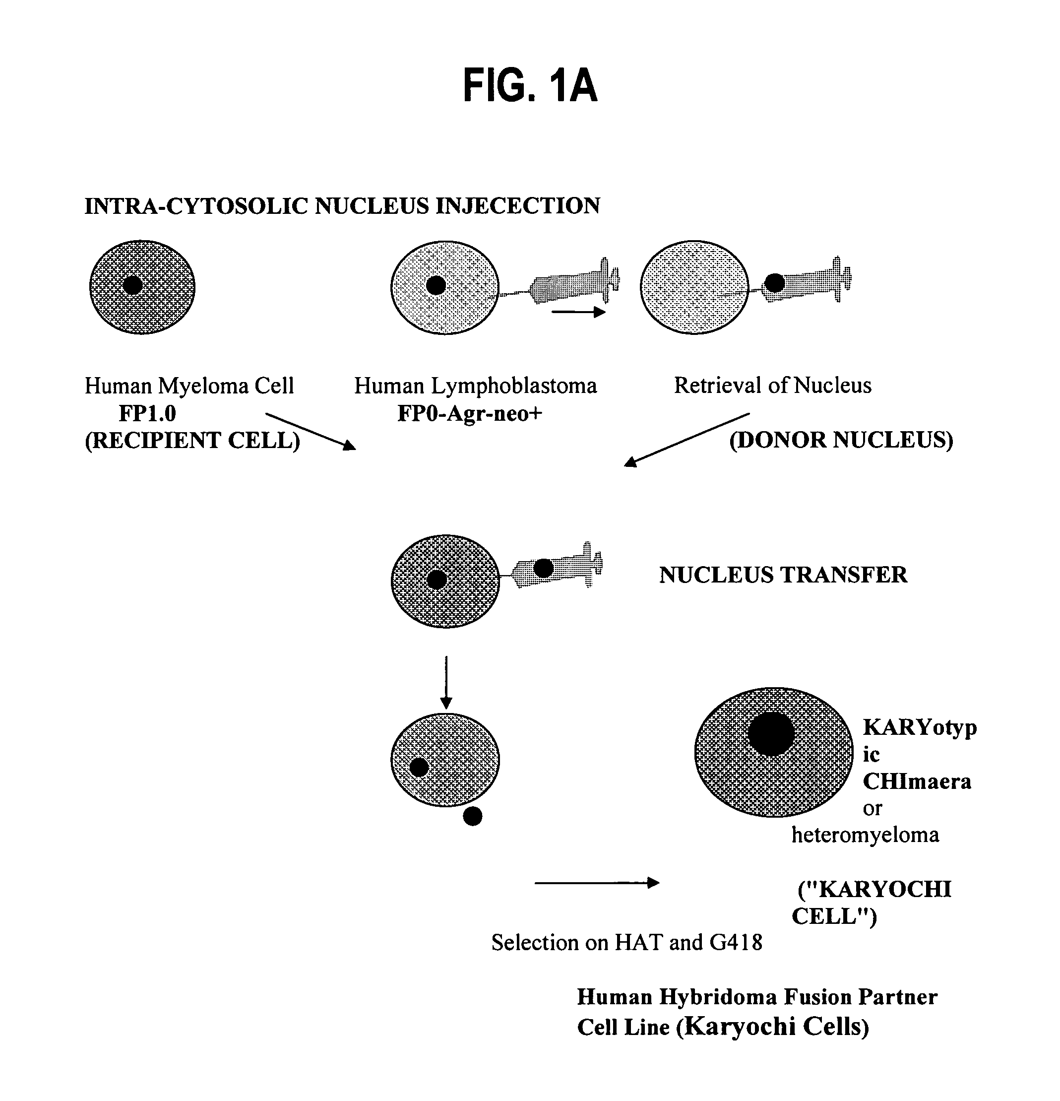 Fully human hybridoma fusion partner cell lines