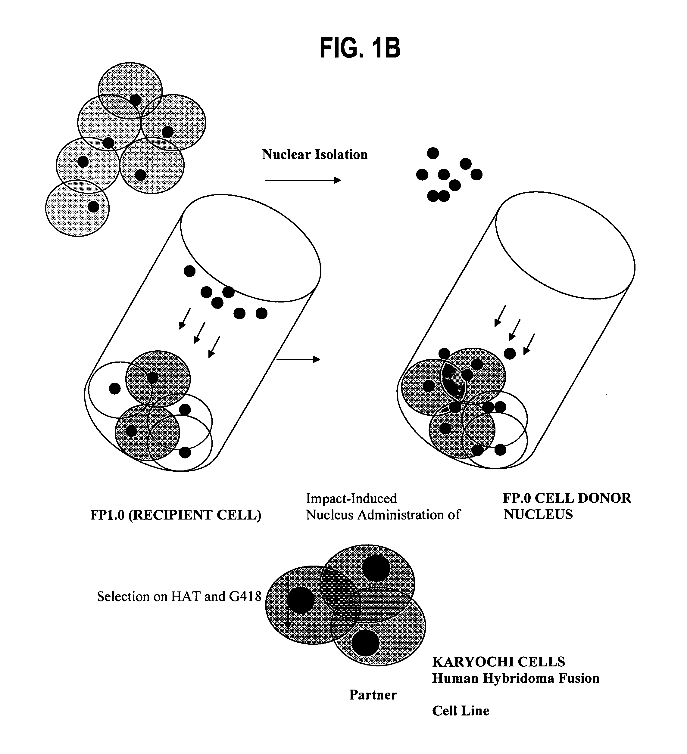 Fully human hybridoma fusion partner cell lines