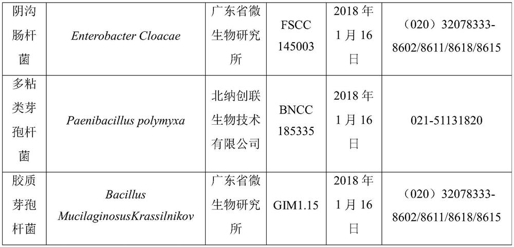 A kind of biological bacterial fertilizer for strengthening phytoremediation of cadmium-contaminated soil and its application