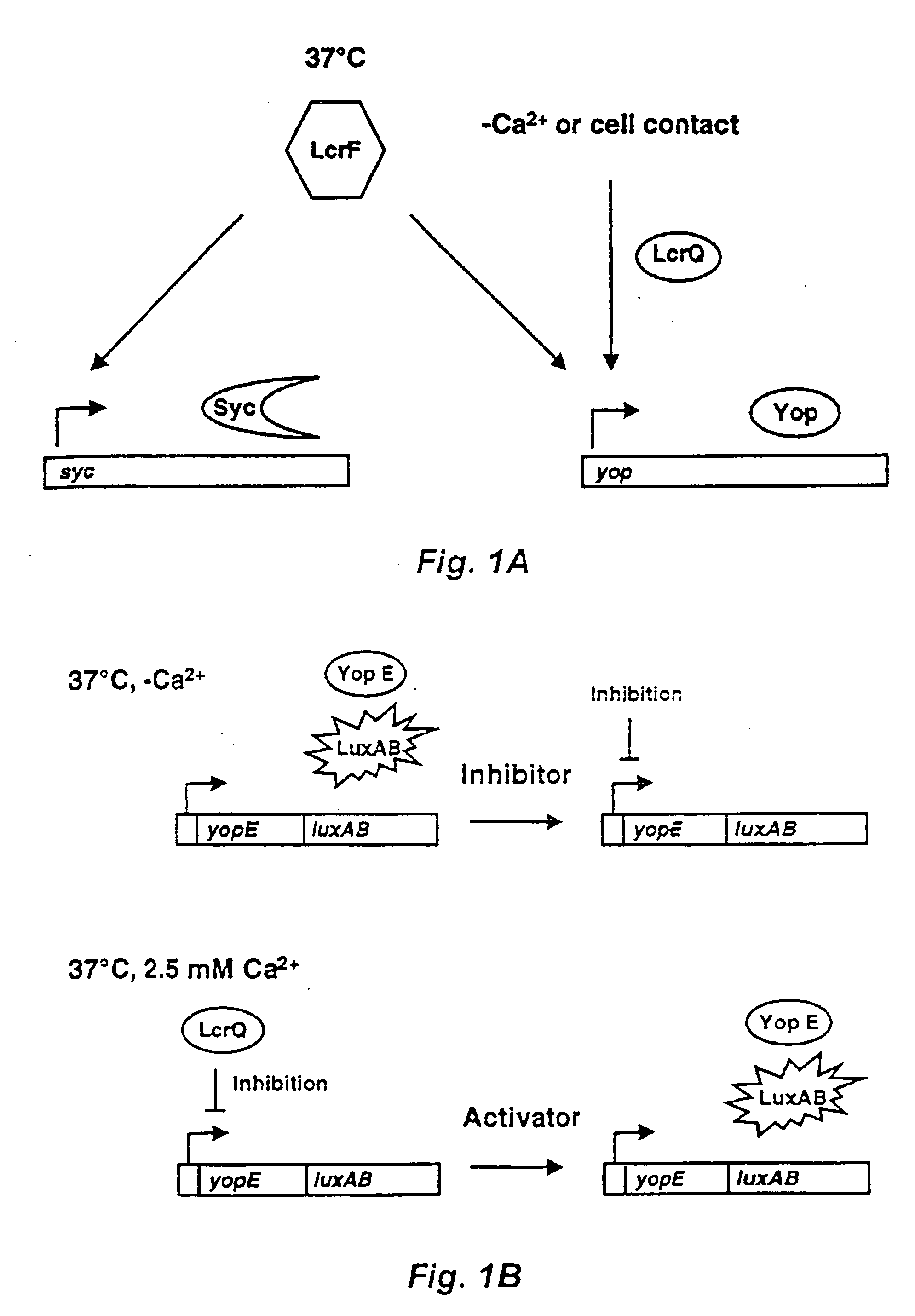 Method and probe for identifying bacterial virulence modifying agents, agents thus identifed, and their use