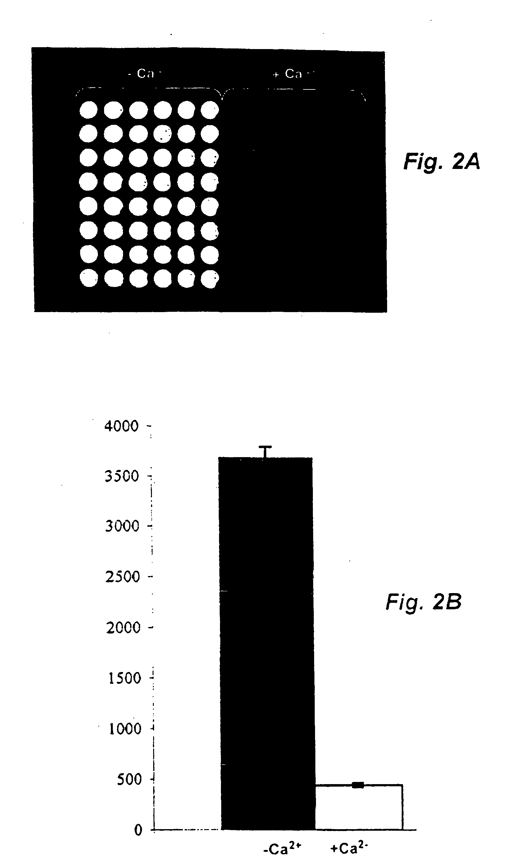 Method and probe for identifying bacterial virulence modifying agents, agents thus identifed, and their use