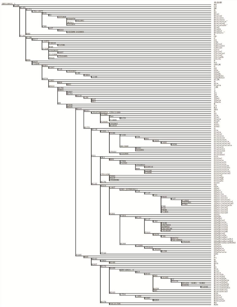 Forensic next-generation sequencing kit based on 165 y-snps