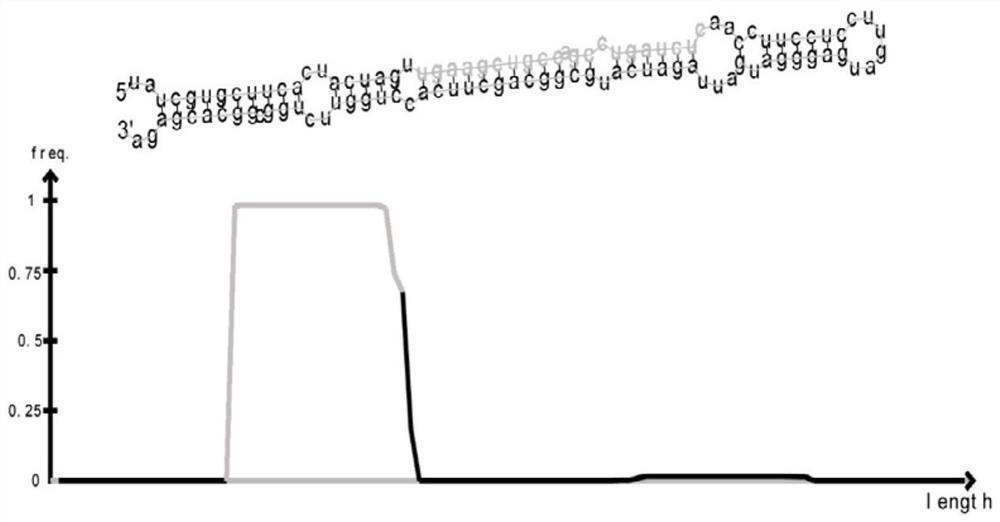 A kind of bn-mir12 of ramie and its application