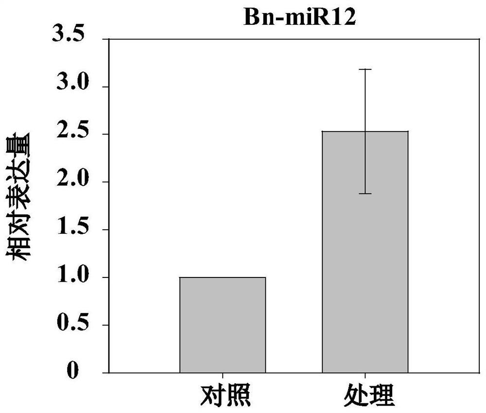 A kind of bn-mir12 of ramie and its application