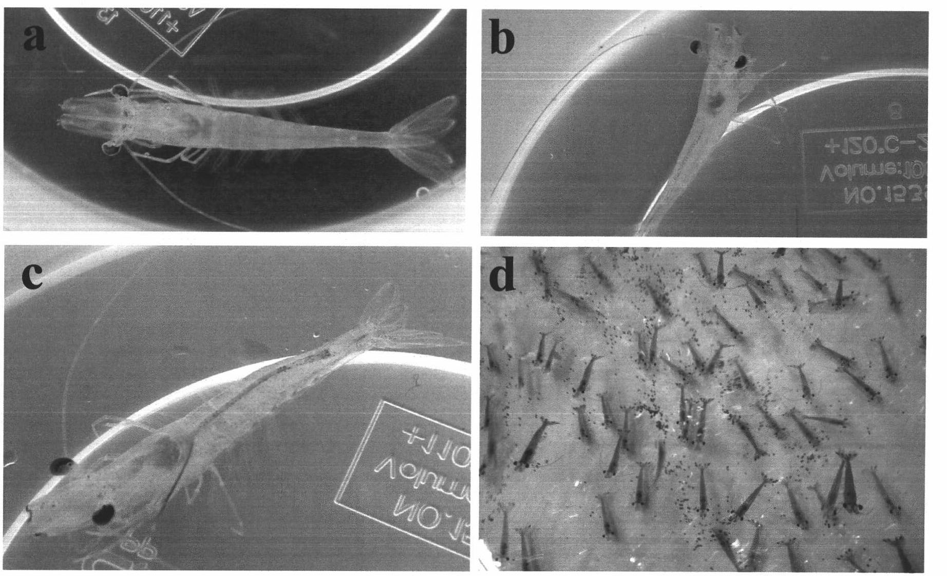 Equivalent and quantitative test method of white spot syndrome virus resistance of prawns