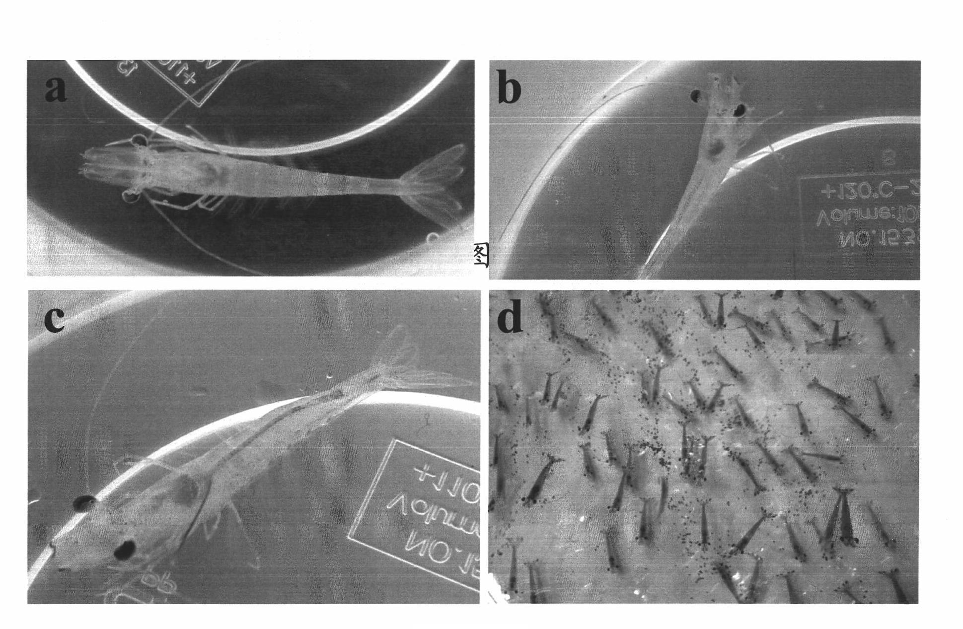 Equivalent and quantitative test method of white spot syndrome virus resistance of prawns