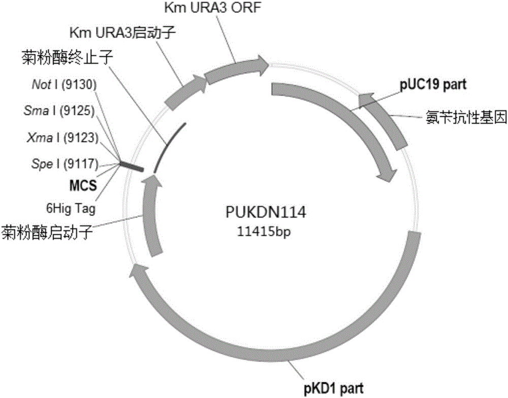 Recombinant vector for expressing histidine-tag-fused foreign gene in Kluyveromyces marxianus nutritional deficient strain