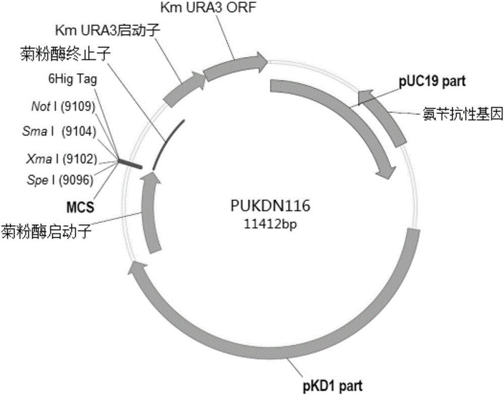 Recombinant vector for expressing histidine-tag-fused foreign gene in Kluyveromyces marxianus nutritional deficient strain