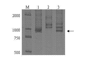 Molecular marker 6VS-SPB with specific dasypyrum villosum 6VS chromosome and application of molecular marker