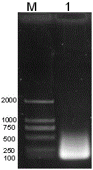 A method for expressing antimicrobial peptide cecropin DC1 in insect cells