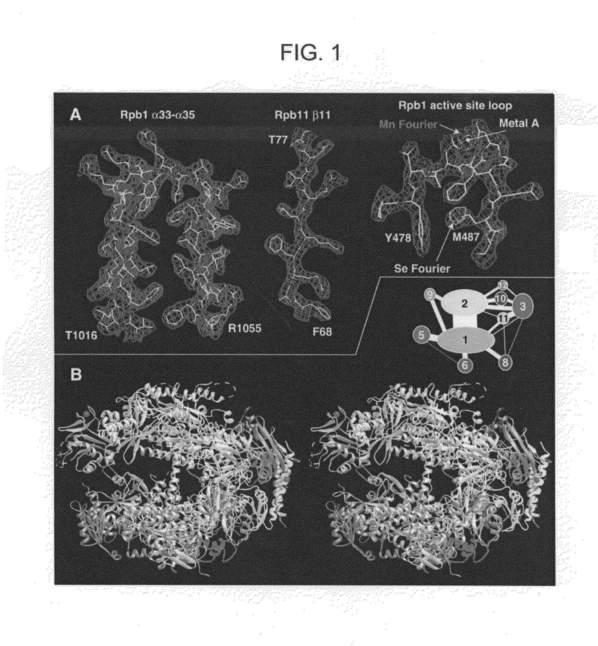 Computer comprising three-dimensional coordinates of a yeast RNA polymerase II