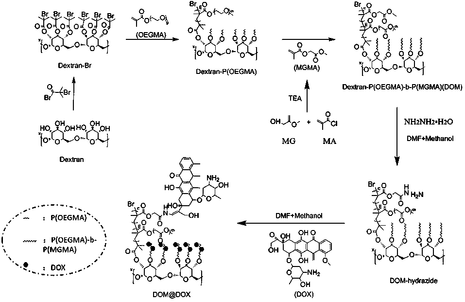 Preparation method and application of acid-responsive polymer drug based on dextran