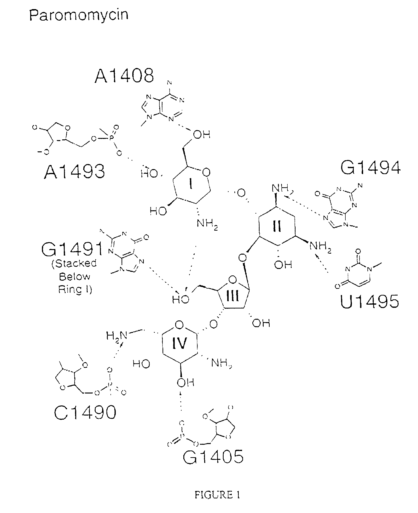 Crystal structure of antibiotics bound to the 30S ribosome and its use