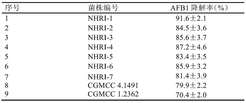 Uses of rhodococcus erythropolis in degradation of aflatoxin B1 in feed or raw materials of the feed