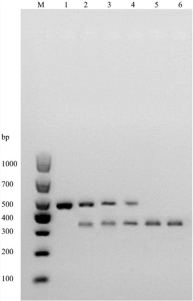 RPA-IAC primer for detecting vibrio mimicus and method