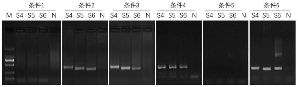 PCR detection kit for CTG region of atrophic myotonin protein kinase gene and application of PCR detection kit
