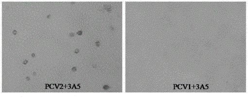 Porcine circovirus type 2 competitive ELISA antibody detection kit