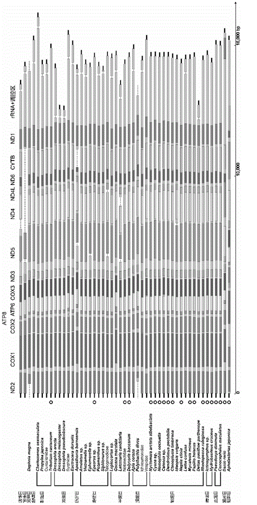 Method and system for determining mitochondria genome sequence information of various samples at the same time