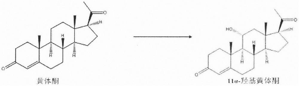 11[alpha]-hydroxylase mutant and application thereof