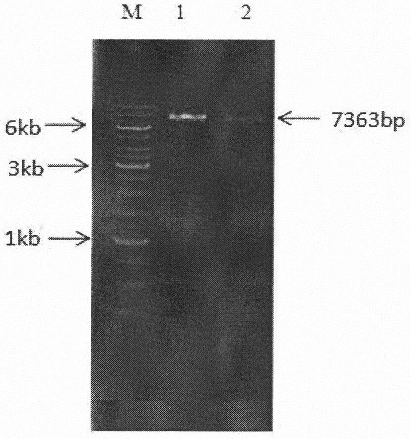 11[alpha]-hydroxylase mutant and application thereof