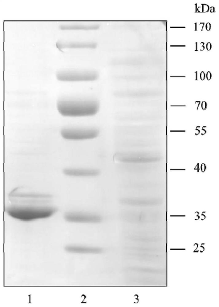 A method for producing candida antarctica lipase b and the specific dna molecule used therefor