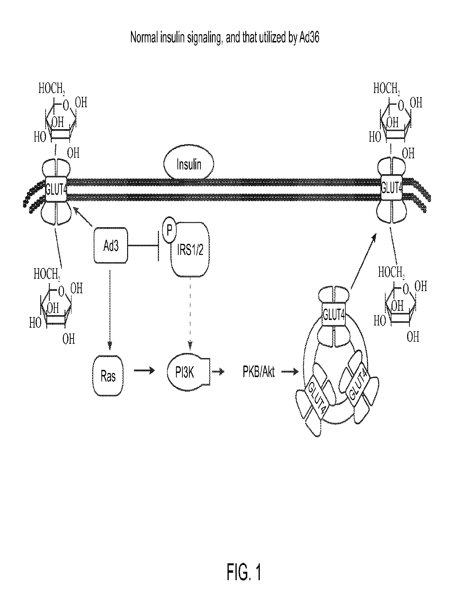 Enhanced glycemic control using ad36e4orf1 and akt1 inhibitor