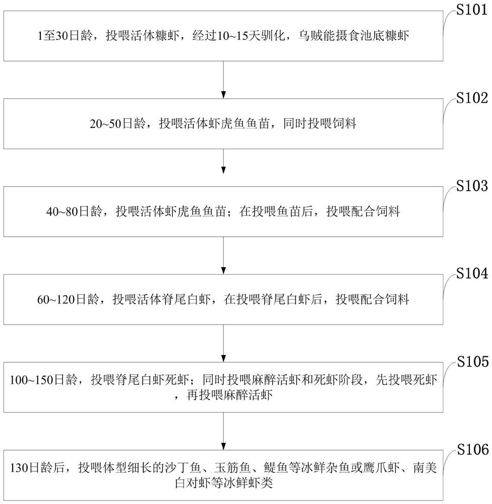 Method for iced fresh bait converting and live bait feeding for bigfin reefsquids