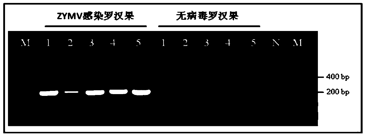 Method for quickly detecting zucchini yellow mosaic virus of siraitia grosvenorii