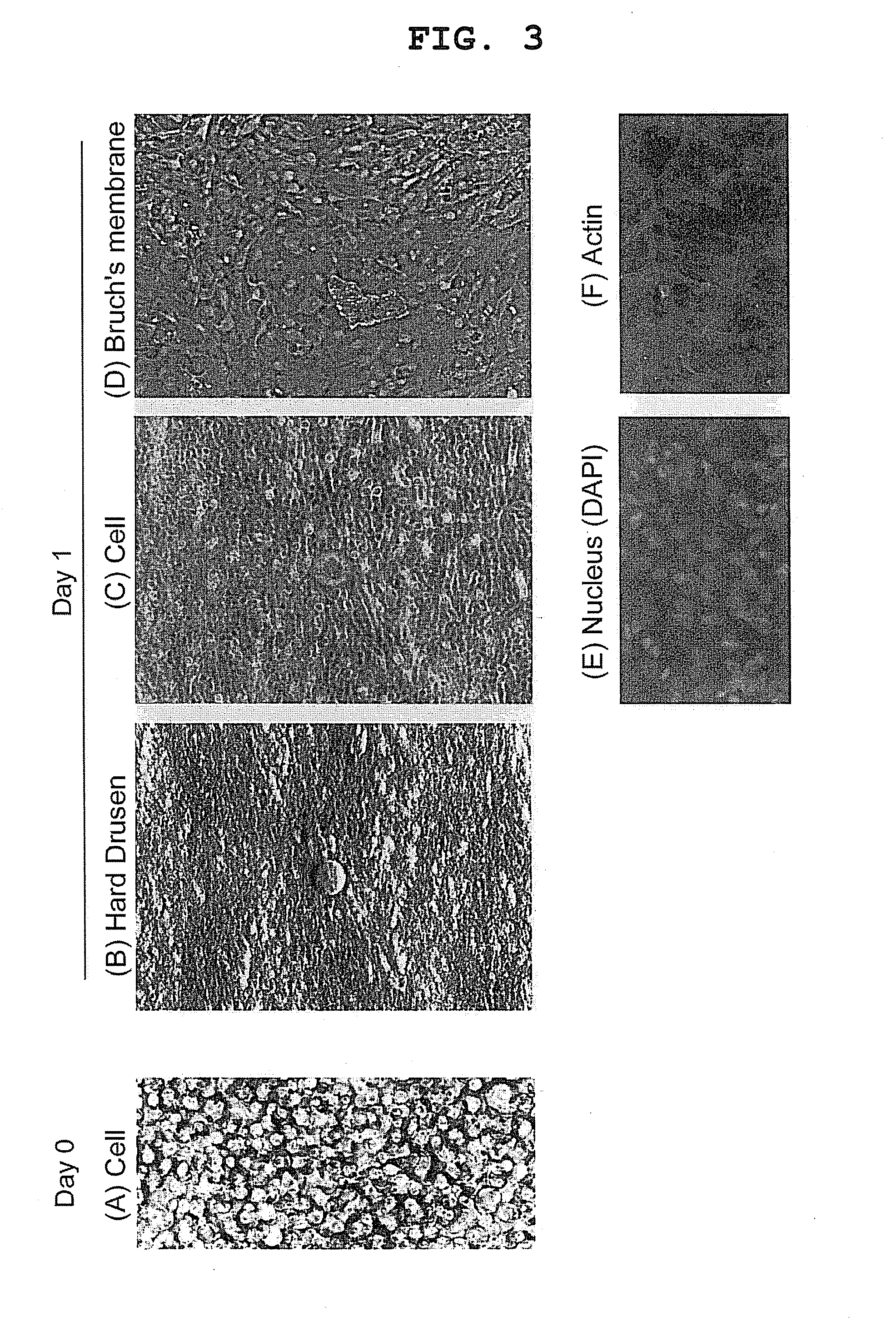 Method for producing cell sheet