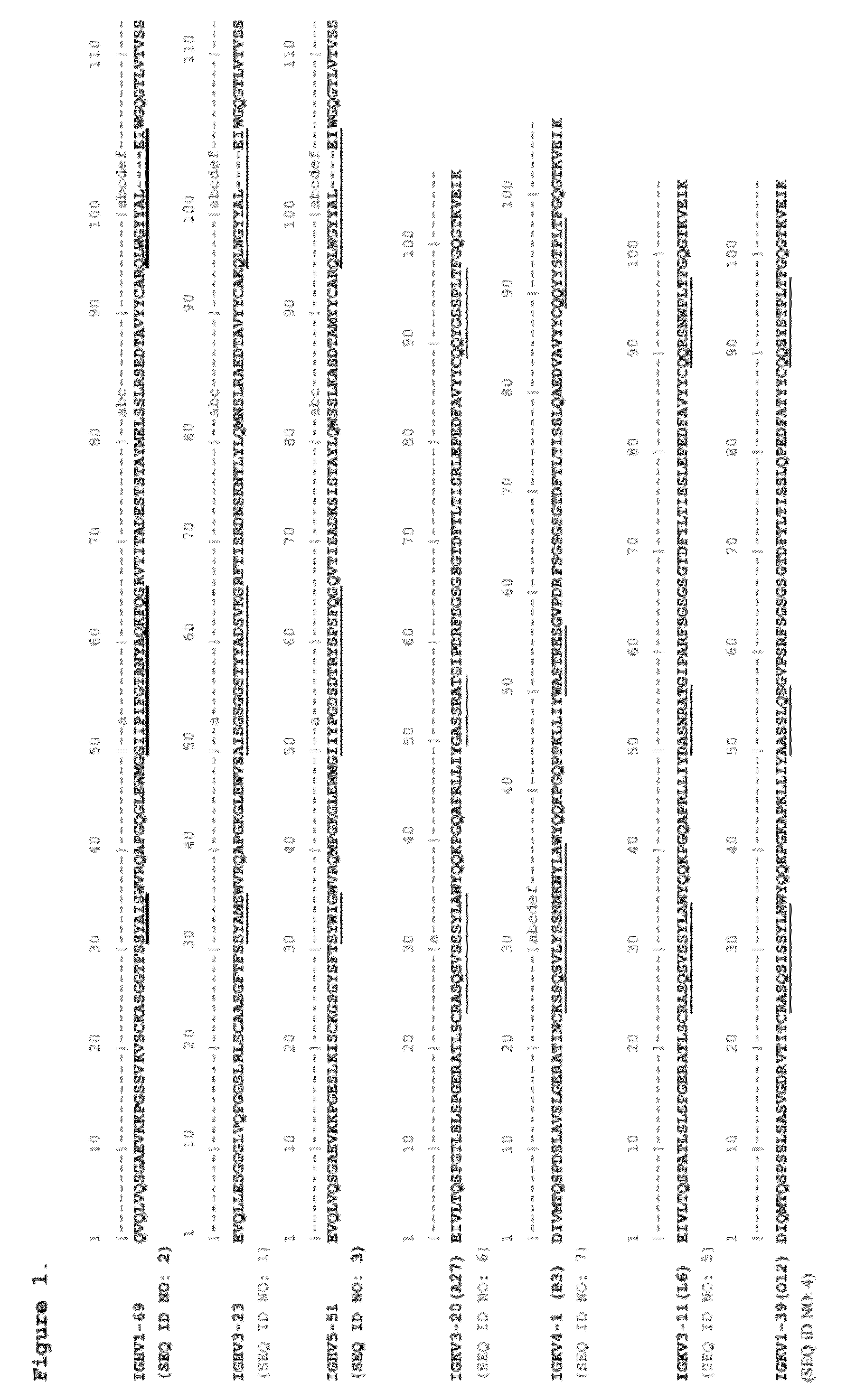 Antibodies binding human collagen II