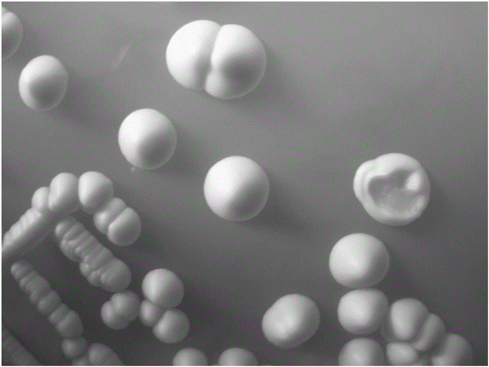 Ageing-type saccharomyces cerevisiae and its use in wine making