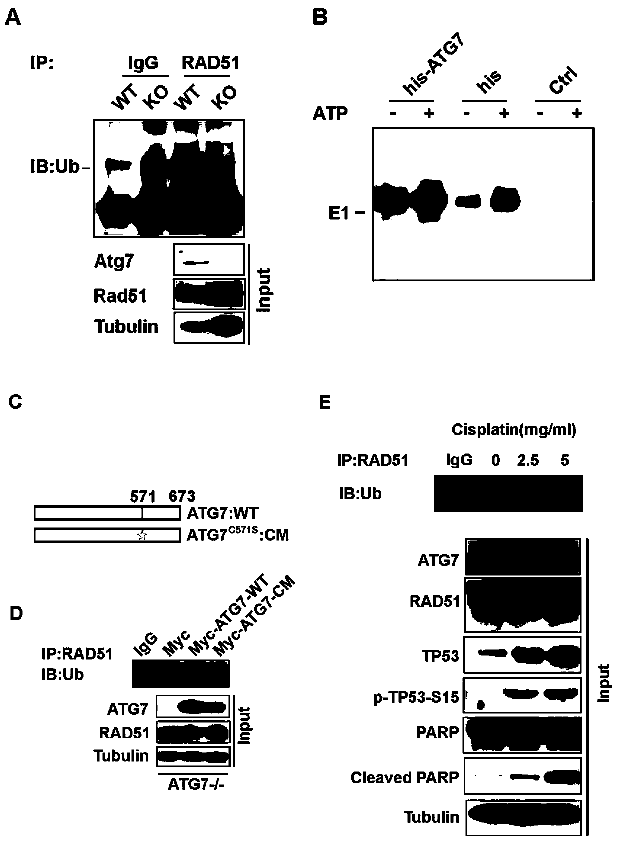 Novel tumor targeted therapy polypeptide and application thereof