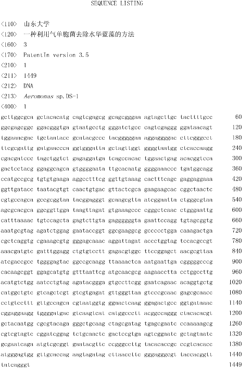 Method of removing bloom-forming cyanobacteria by using Aeromonas sp.