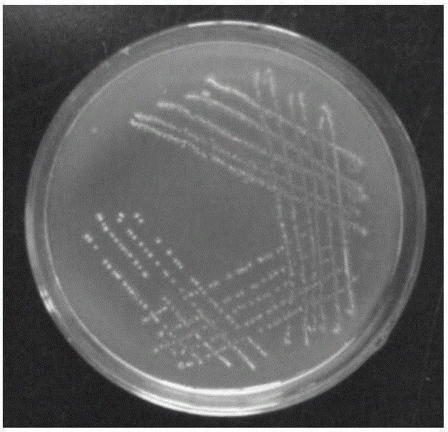 Petroleum hydrocarbon degradation bacterium and application thereof