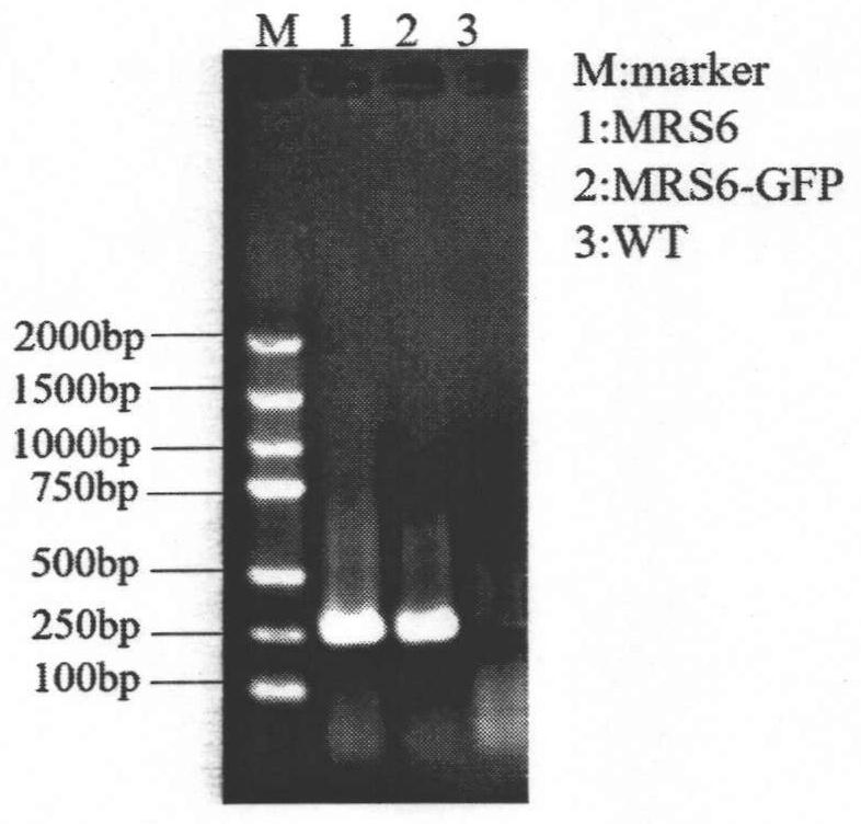 Application of mrs6 gene in improving tolerance of tobacco to heavy metal cadmium