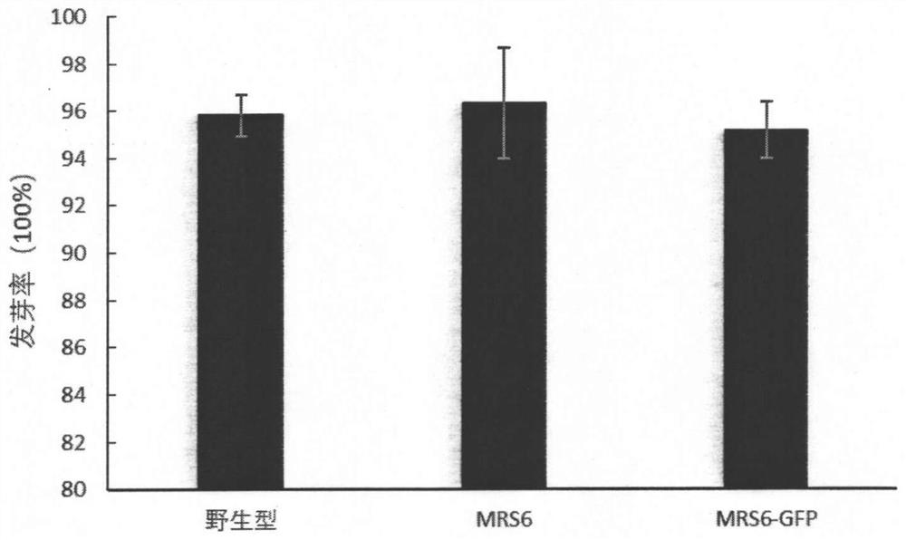 Application of mrs6 gene in improving tolerance of tobacco to heavy metal cadmium