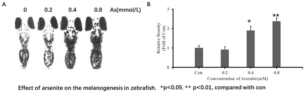 Method for constructing zebra-fish melanin deposition model