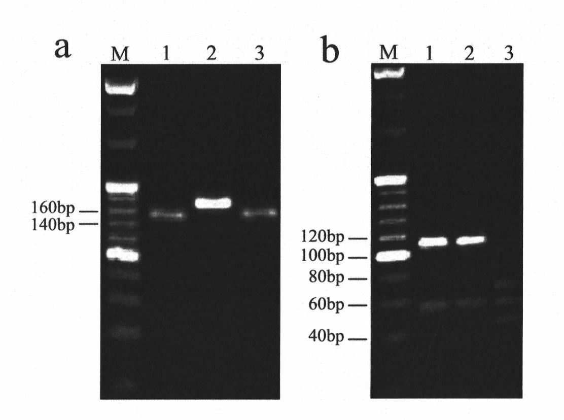 Molecule detection method of Fusarium graminearum to medium resistance level bacterial strain of carbendazim
