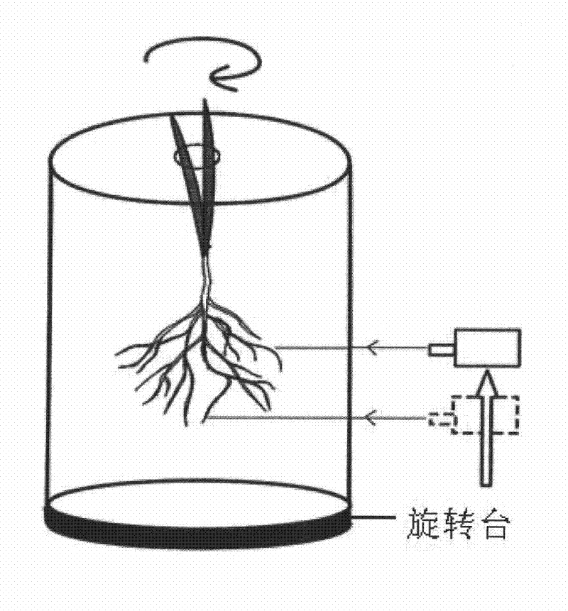 Method for in-situ dynamic observation and measurement of root system of plant