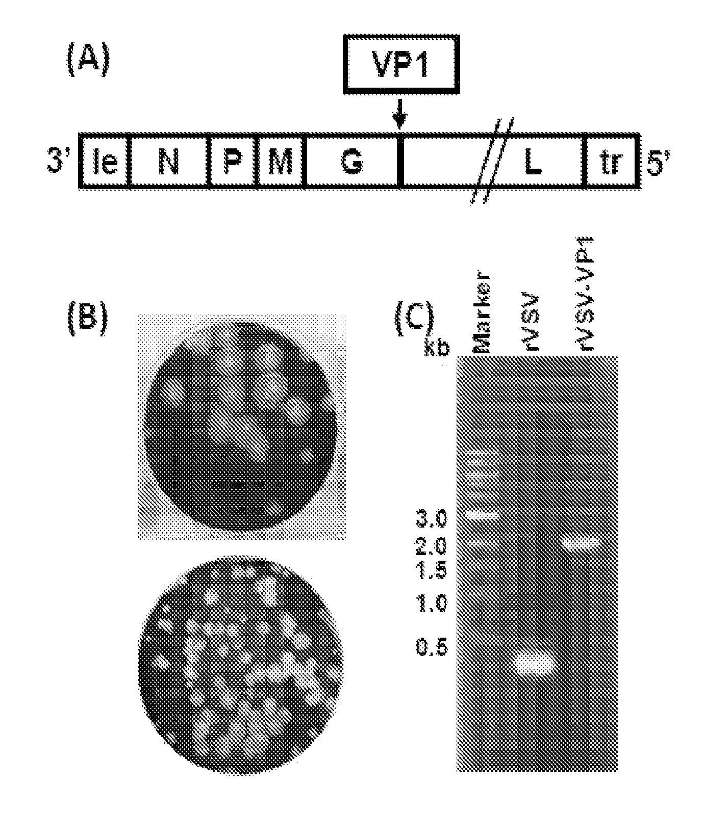 Norovirus immunogens and related materials and methods