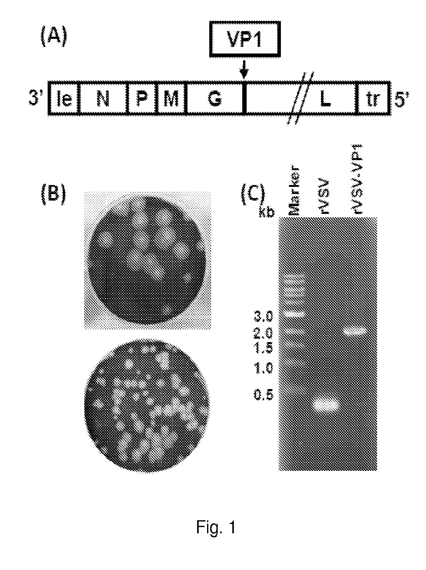 Norovirus immunogens and related materials and methods