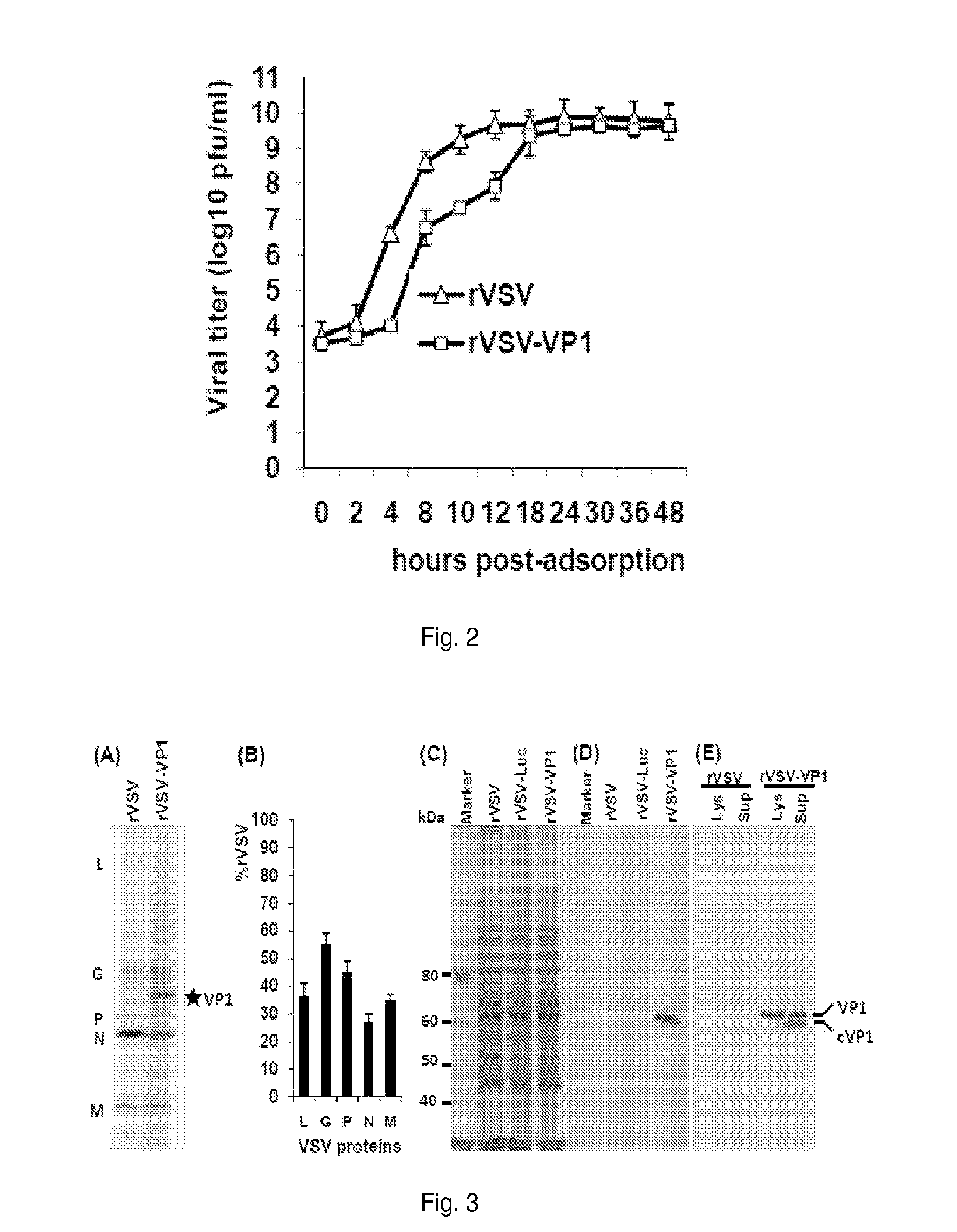 Norovirus immunogens and related materials and methods