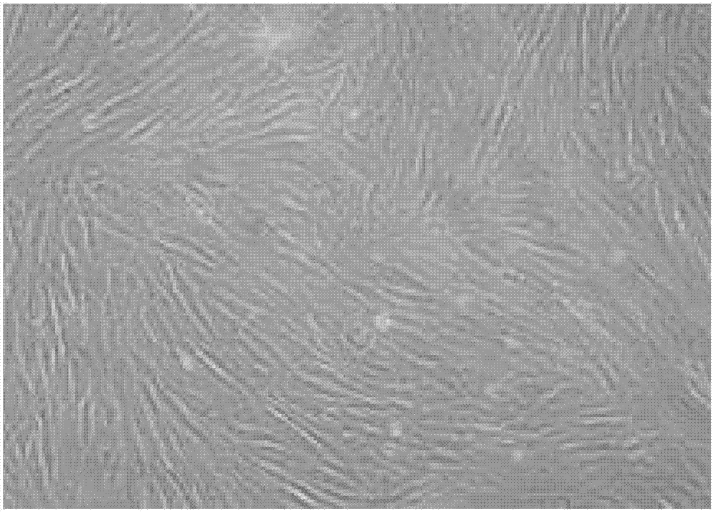 Amniotic mesenchymal stem cell culture medium and method for culturing amniotic mesenchymal stem cells