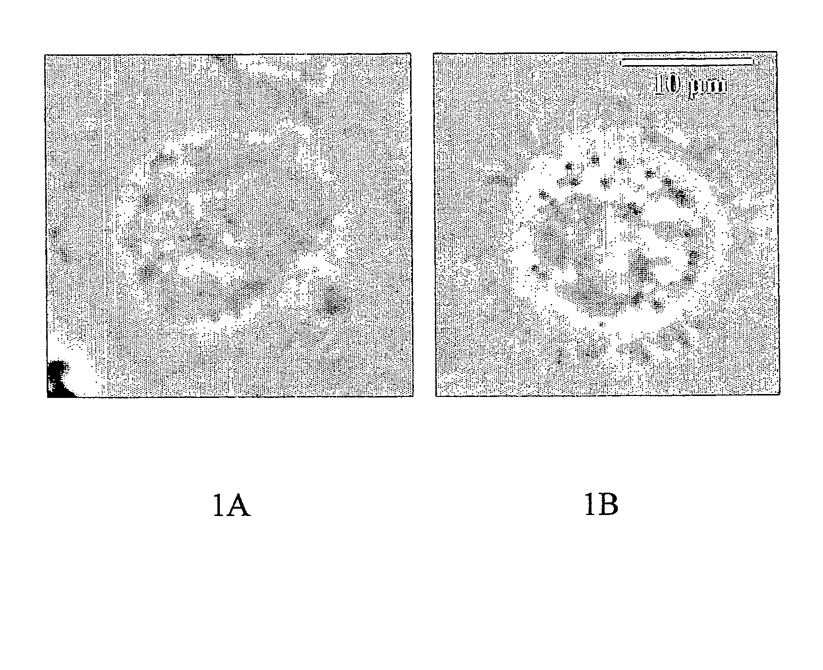 Process for the manufacturing of human mononuclear phagocytic leukocytes