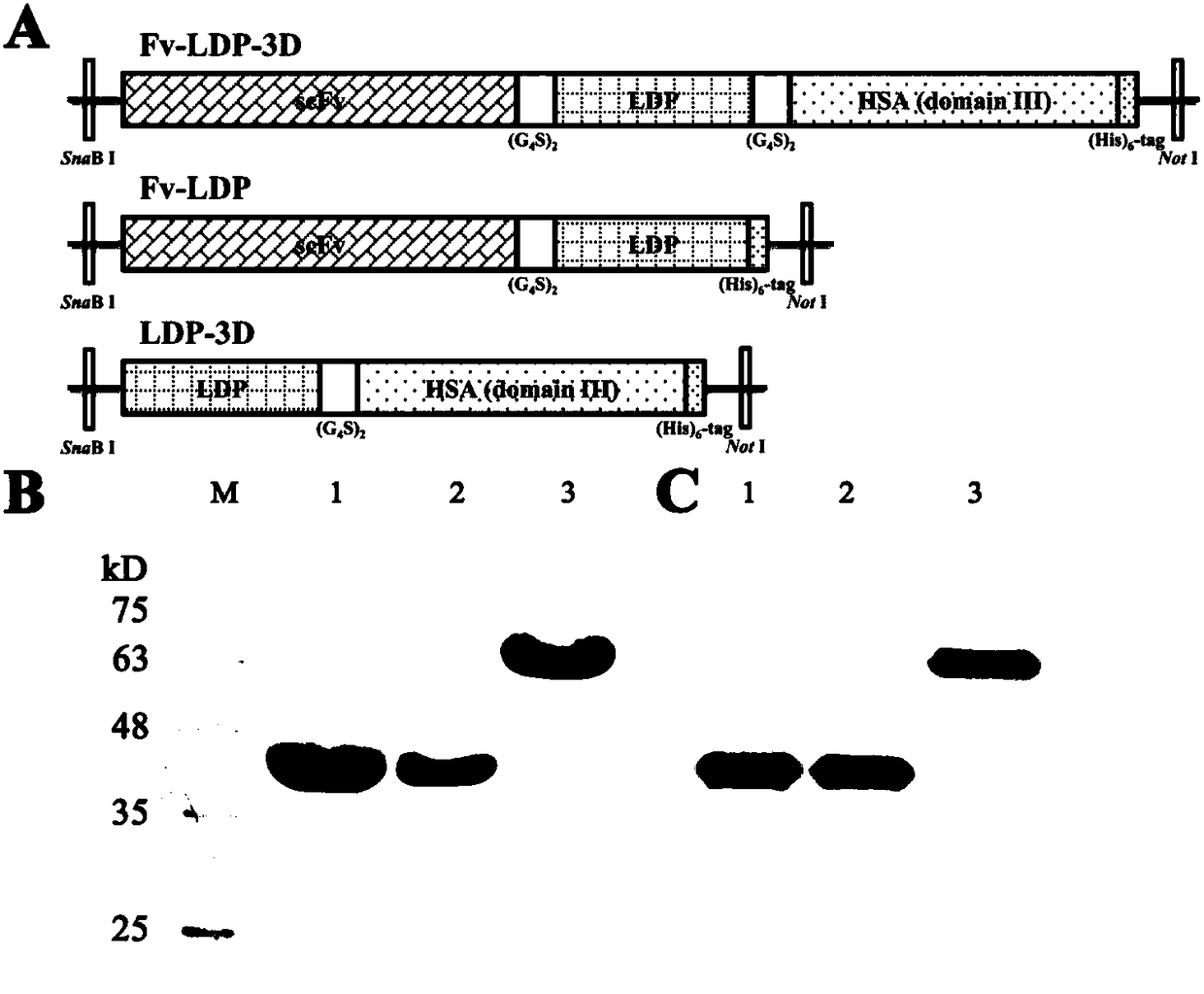 Preparation method and application of double-targeting anti-tumor recombinant protein based on antibody and macropinocytosis