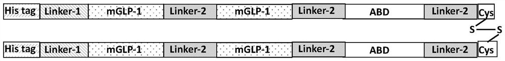 Glucagon-like peptide-1 analogue monomer, glucagon-like peptide-1 analogue dimer, and application of glucagon-like peptide-1 analogue monomer and glucagon-like peptide-1 analogue dimer