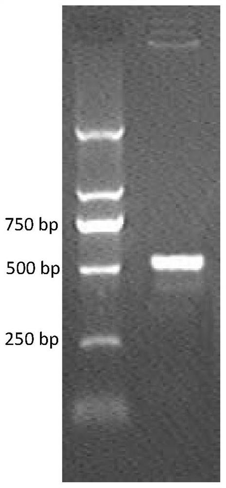 Glucagon-like peptide-1 analogue monomer, glucagon-like peptide-1 analogue dimer, and application of glucagon-like peptide-1 analogue monomer and glucagon-like peptide-1 analogue dimer