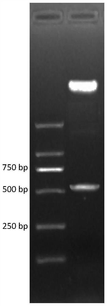 Glucagon-like peptide-1 analogue monomer, glucagon-like peptide-1 analogue dimer, and application of glucagon-like peptide-1 analogue monomer and glucagon-like peptide-1 analogue dimer